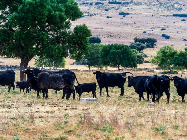 Cría de ganado vacuno — Foto de Stock