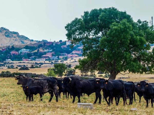 Разведение скота — стоковое фото