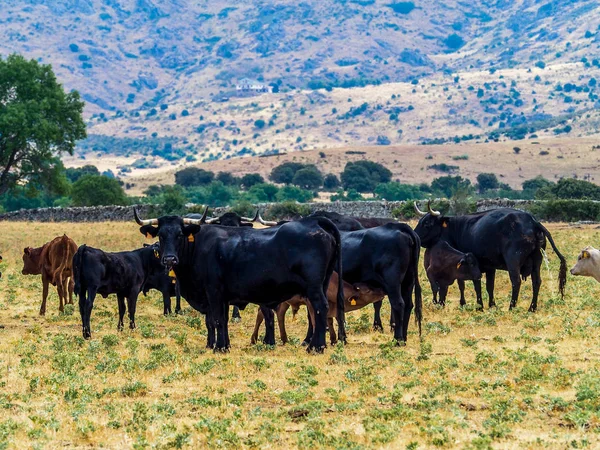 Cría de ganado vacuno — Foto de Stock