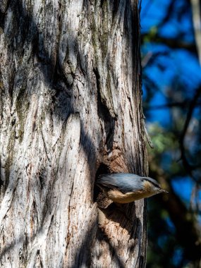 Mavi dağcı yuvaya giriyor.