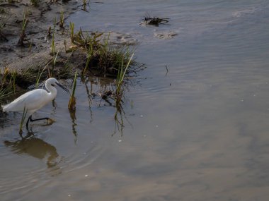 ortak ak balıkçıl