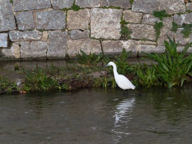 ortak ak balıkçıl