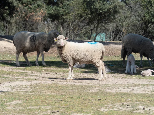 Sheep grazing — Stock Photo, Image