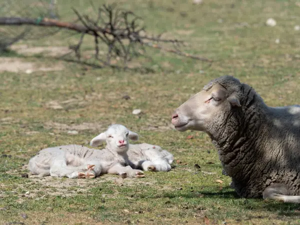 Owce na pastwisku — Zdjęcie stockowe