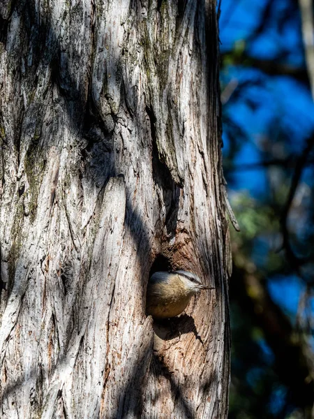 Blauer Kletterer tritt in ein Nest. — Stockfoto