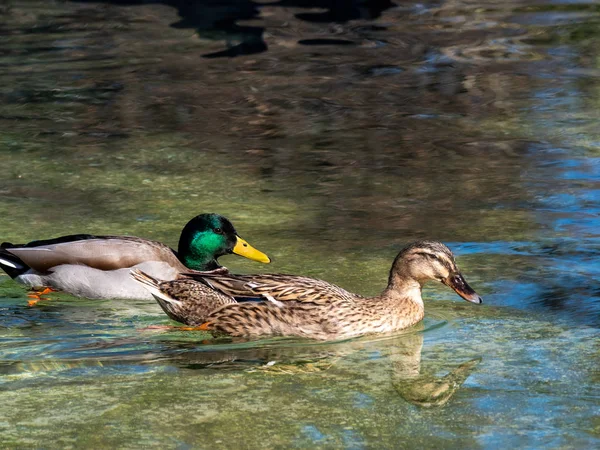 Kacsák a tóban — Stock Fotó