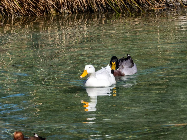 Patos en un estanque —  Fotos de Stock