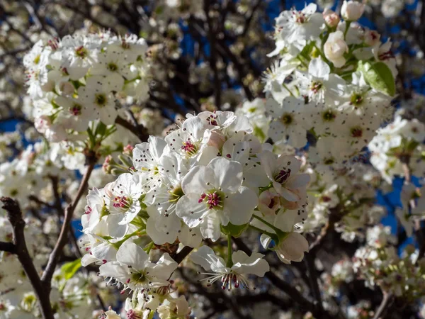 Flores de cereja falsas — Fotografia de Stock