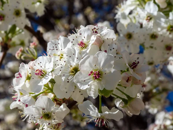 Flores de cereja falsas — Fotografia de Stock