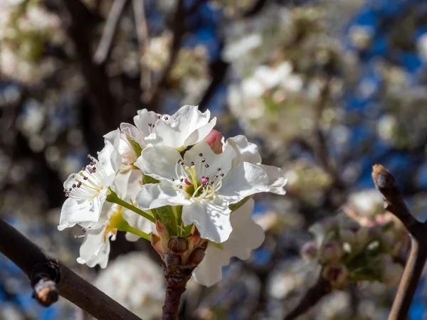 Fiori di ciliegio falsi — Foto Stock