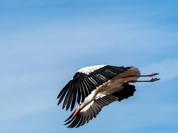 Stork building a nest. — Stock Photo, Image