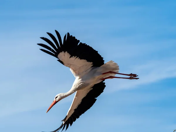 Cigogne construire un nid . — Photo