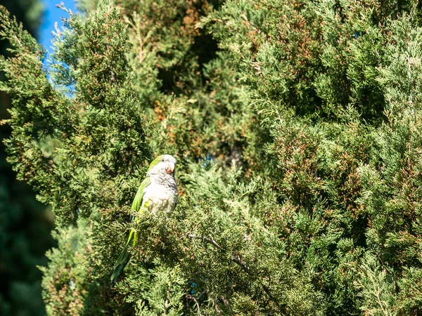 Argentine parrot