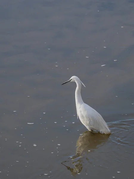 Common Egret — Stock Photo, Image