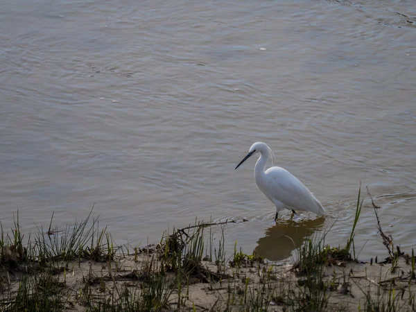 Gemeenschappelijke zilverreiger — Stockfoto