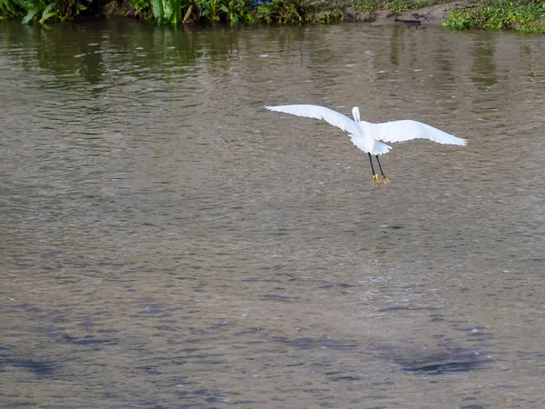 Gemeenschappelijke zilverreiger — Stockfoto