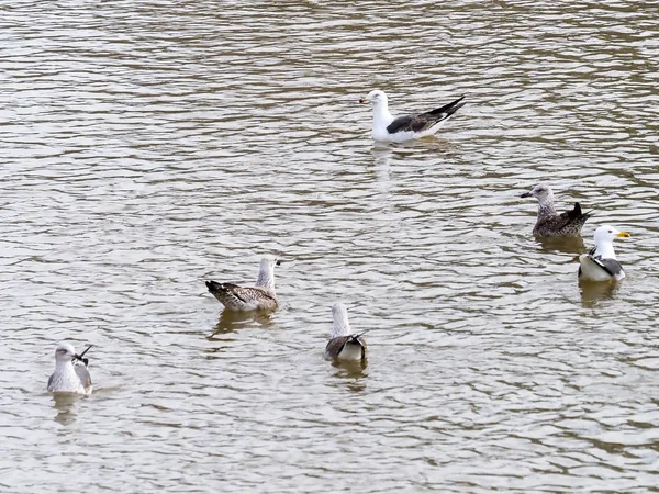 Gaviota —  Fotos de Stock