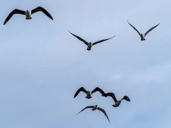 Fiskmås — Stockfoto