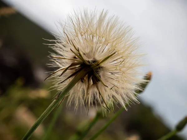 Maskros. — Stockfoto