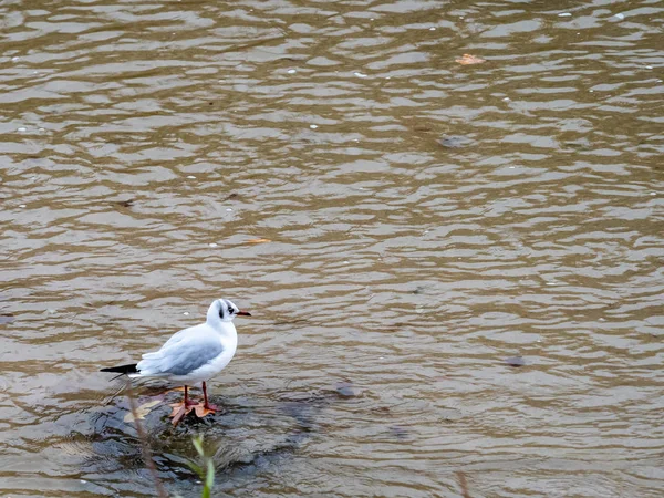 Gaviota —  Fotos de Stock