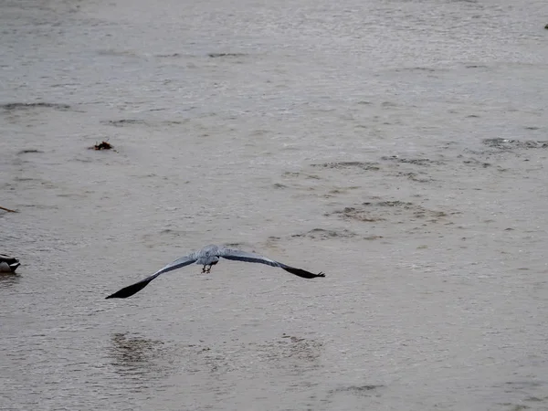 Grijze reiger of airon, — Stockfoto