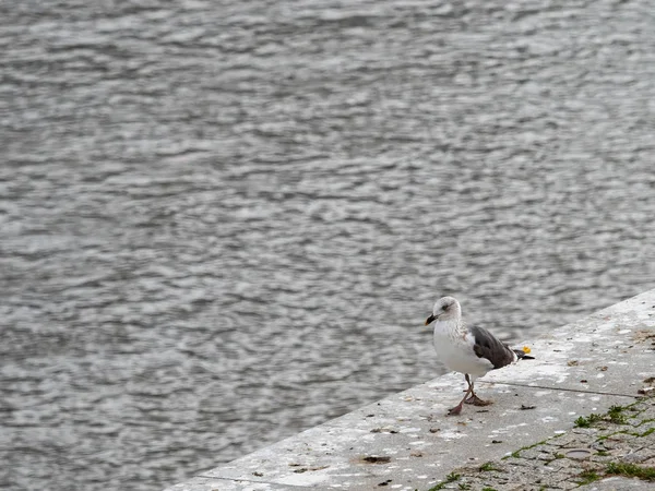 Seagull — Stock Photo, Image