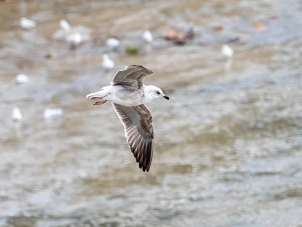 Meeuw — Stockfoto