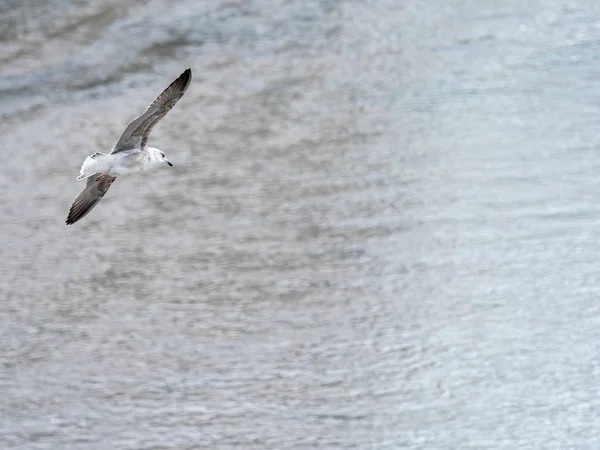 Gaviota — Foto de Stock