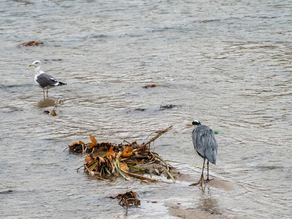 Gray Heron vagy airon, — Stock Fotó