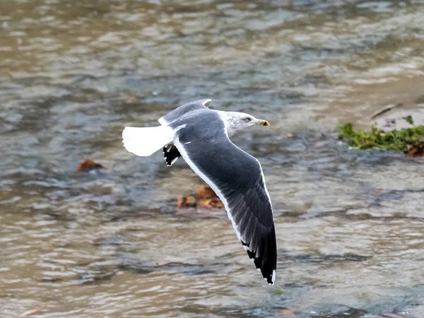 Meeuw — Stockfoto