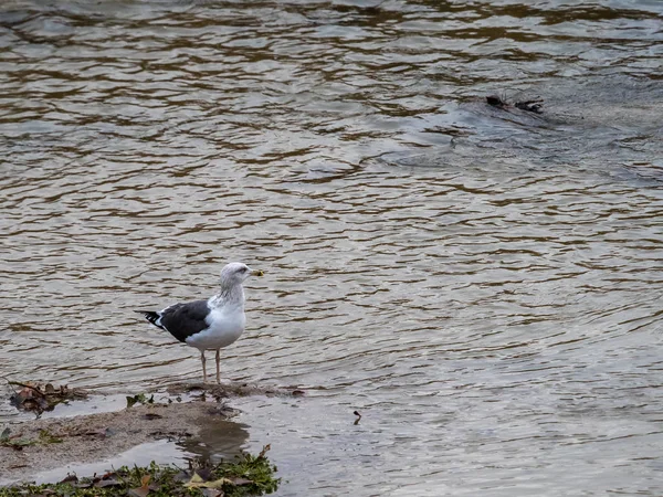 Gaviota — Foto de Stock