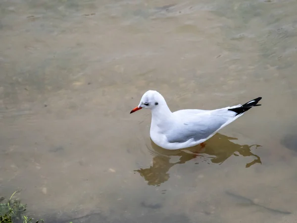 Möwe — Stockfoto