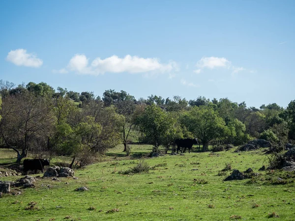 Granja de terneros y vacas — Foto de Stock