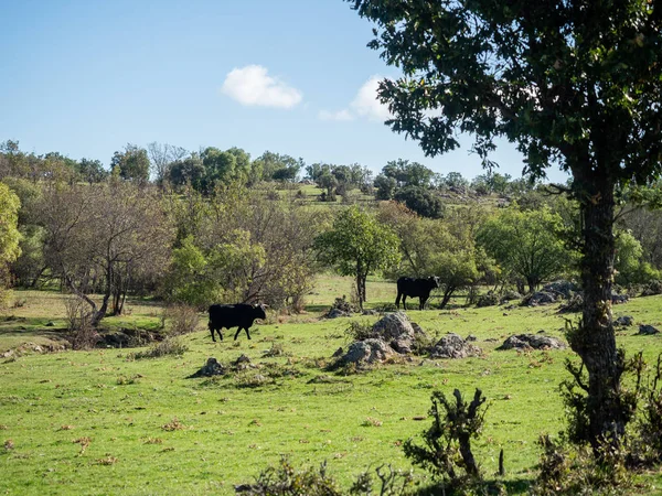 Granja de terneros y vacas — Foto de Stock