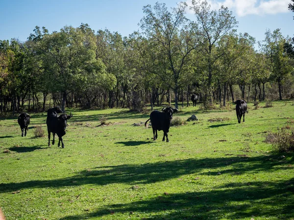 Exploração de vitelos e vacas — Fotografia de Stock