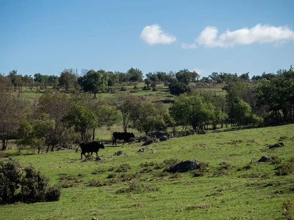 Ферма телят и коров — стоковое фото