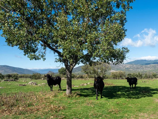 Farm of calves and cows