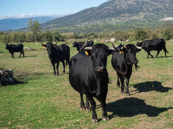 Farm of calves and cows