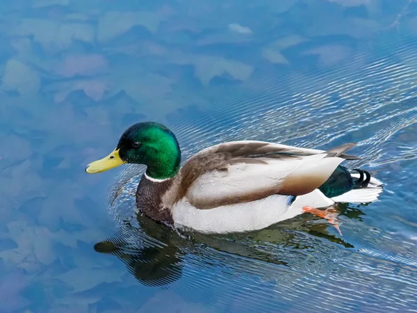 Real duck Royalty Free Stock Photos