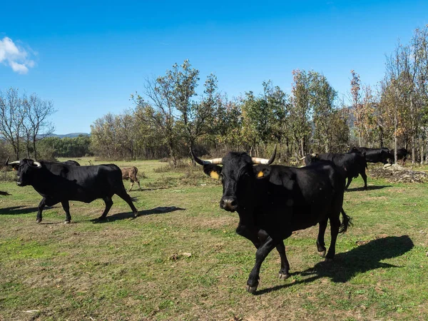 Farm of calves and cows