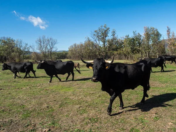 Farm of calves and cows