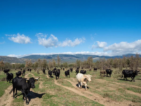 Farm of calves and cows