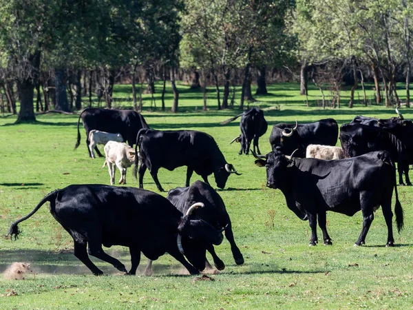 Farm of calves and cows