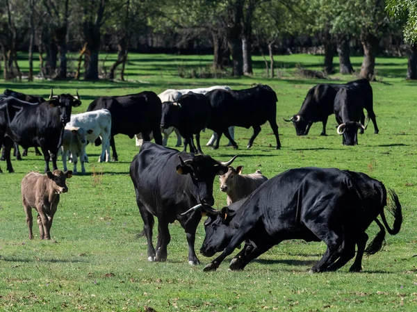 Farm of calves and cows