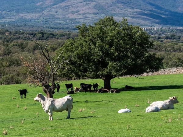 Exploração de vitelos e vacas — Fotografia de Stock