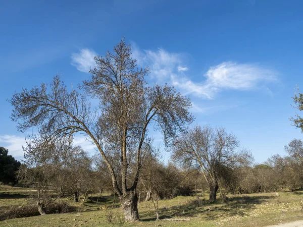 Land landskap — Stockfoto