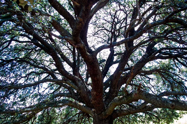 Centennial oak in the mountains of Toledo. — Stock Photo, Image