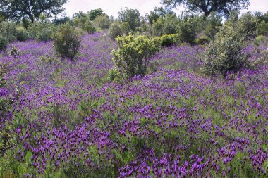 Lavandula stoechas, genellikle cantueso ya da kekik borriquero olarak bilinir.