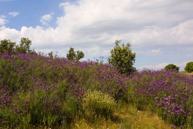 Lavandula stoechas, genellikle cantueso ya da kekik borriquero olarak bilinir.