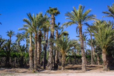 Eche palmiye bahçesi